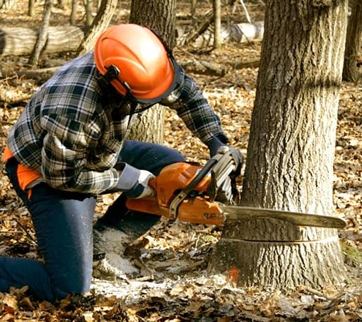 Tree Removal in North Aurora, IL